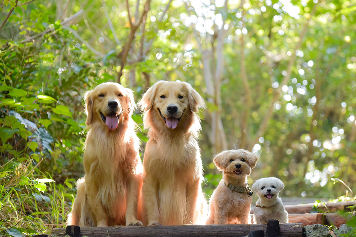 Large dogs OK, no limit on number of dogs
