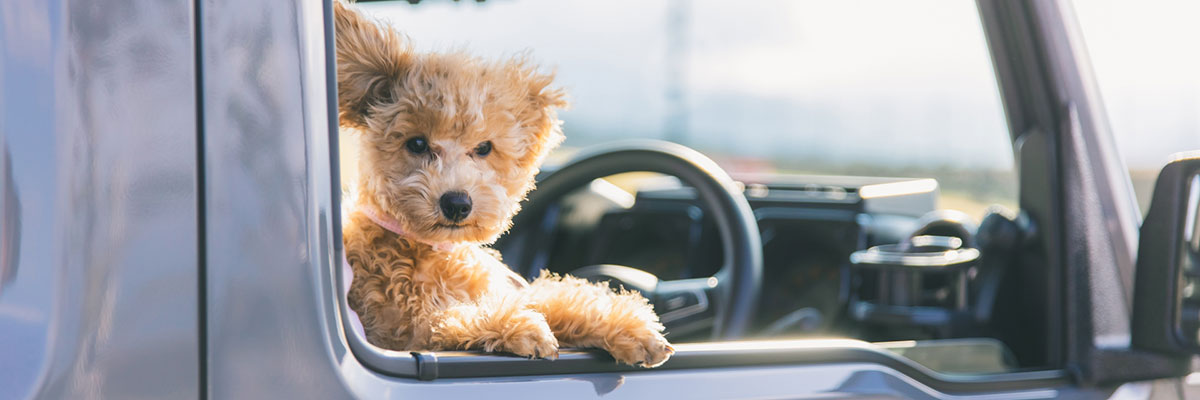 pet page