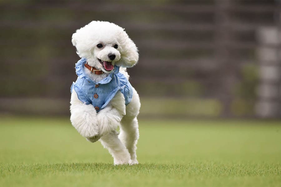 Rooms with private dog run